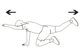 Superman in Quadrupedia